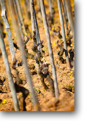 roussanne