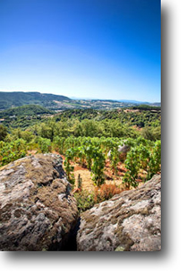 Terroir du St Peray (les vignes)